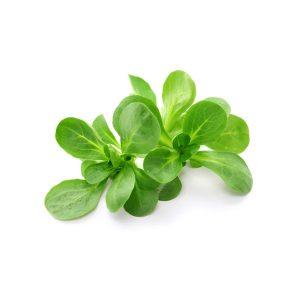 Veg Corn Salad (Single)