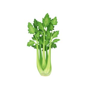 Veg Celery Short