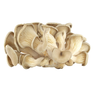 Veg Mushroom Oyster